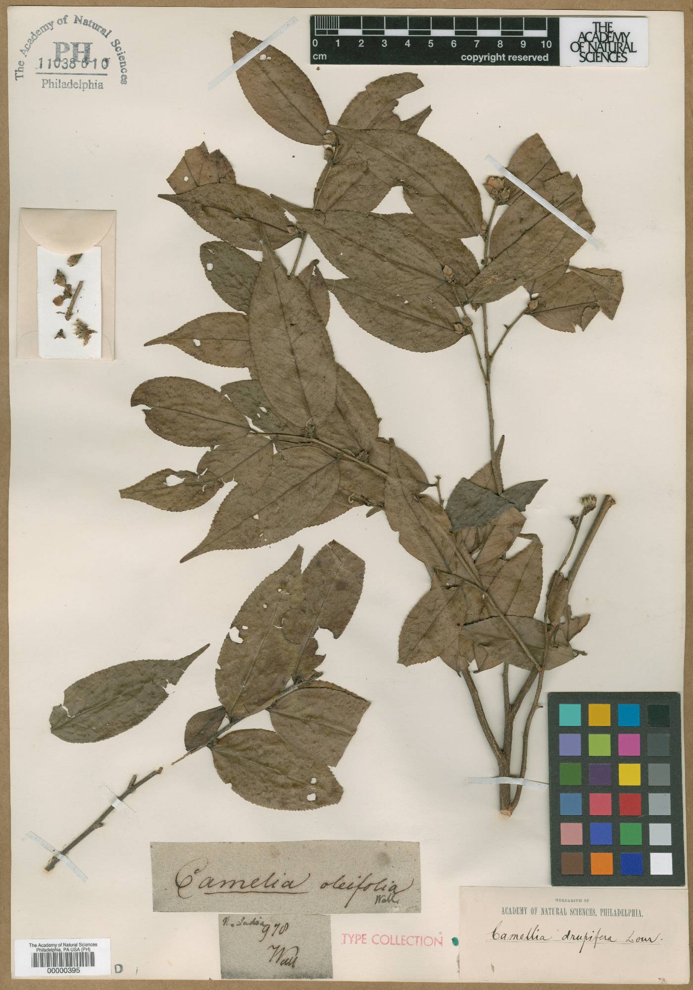 Camellia oleifera image