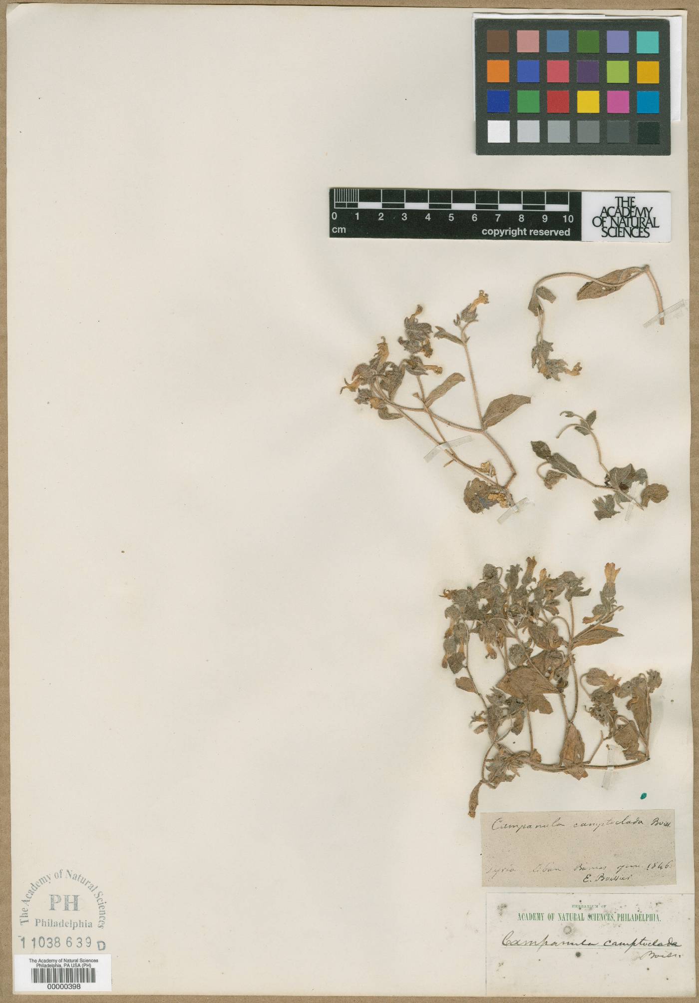 Campanula camptoclada image