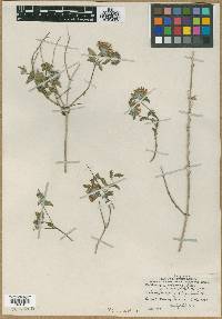 Calhounia nelsonae image