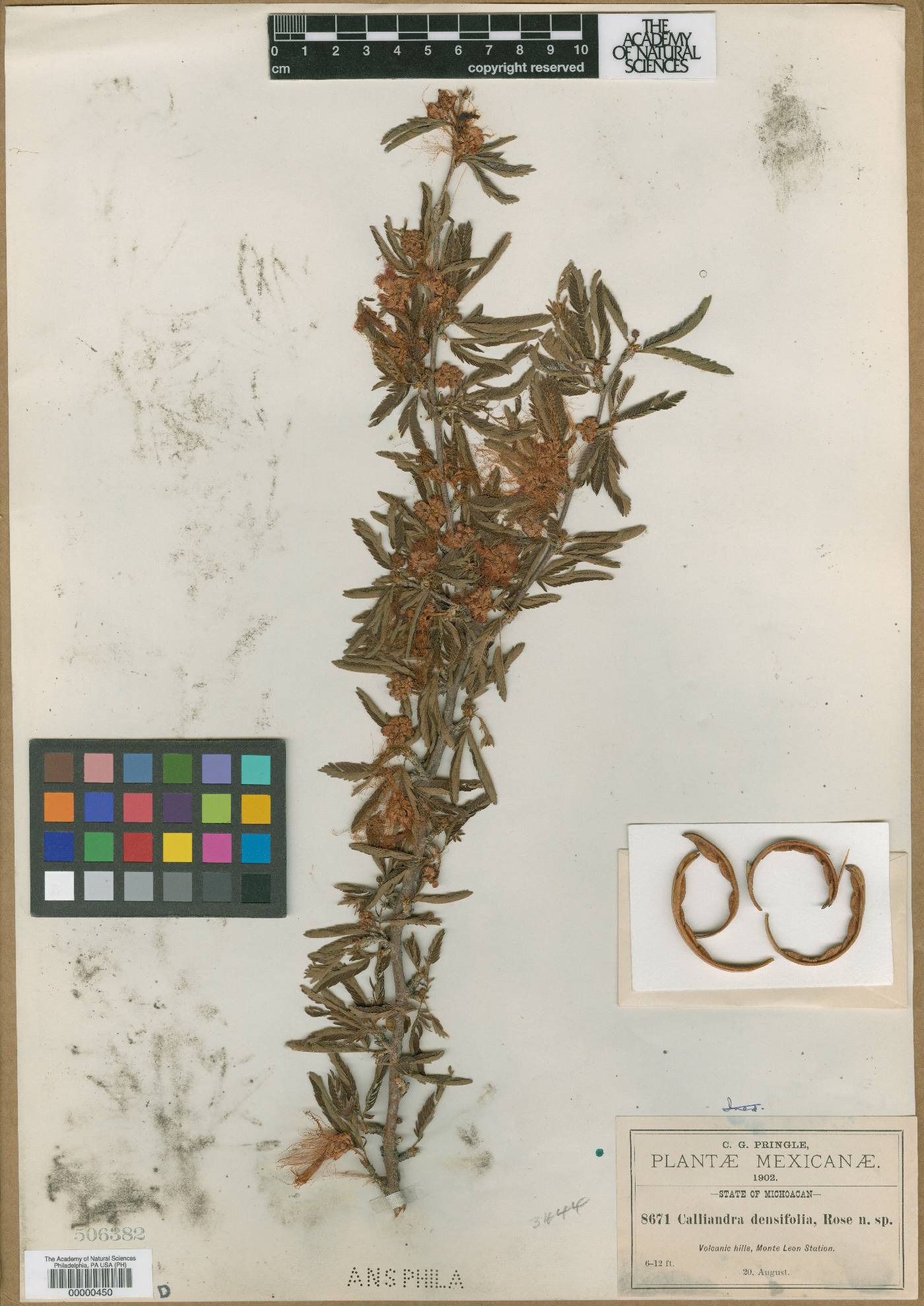 Calliandra densifolia image
