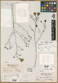Agalinis caddoensis image