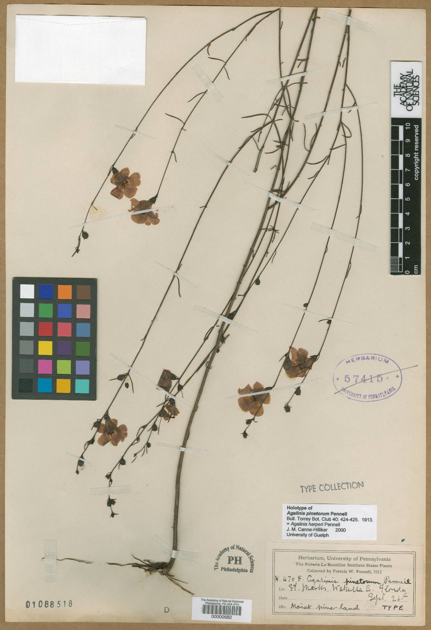Agalinis pinetorum image