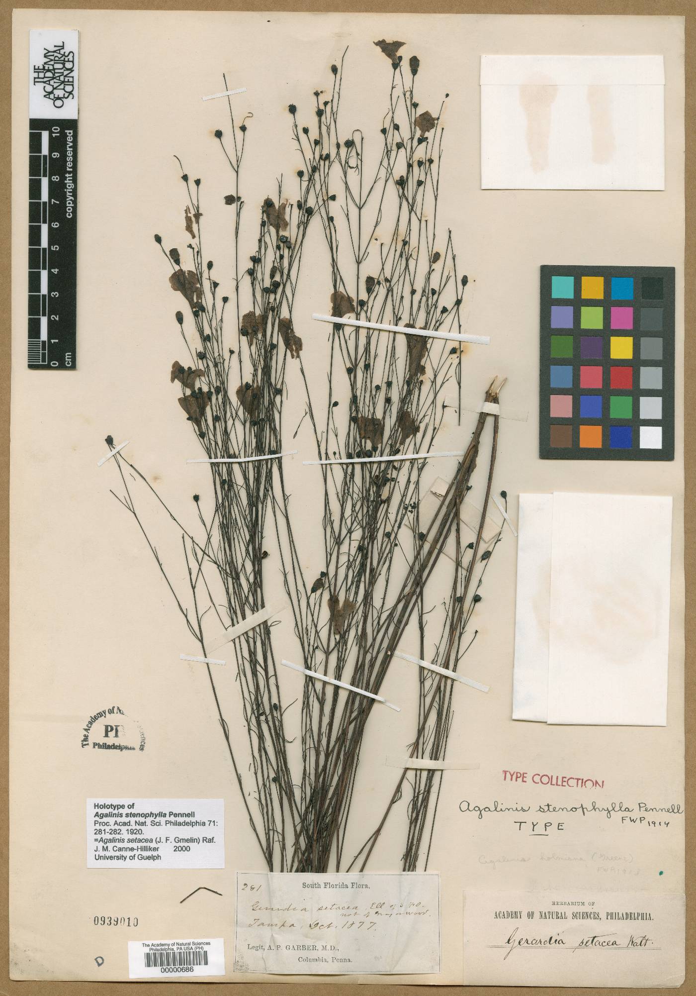 Agalinis stenophylla image
