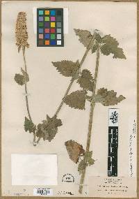 Agastache glaucifolia image