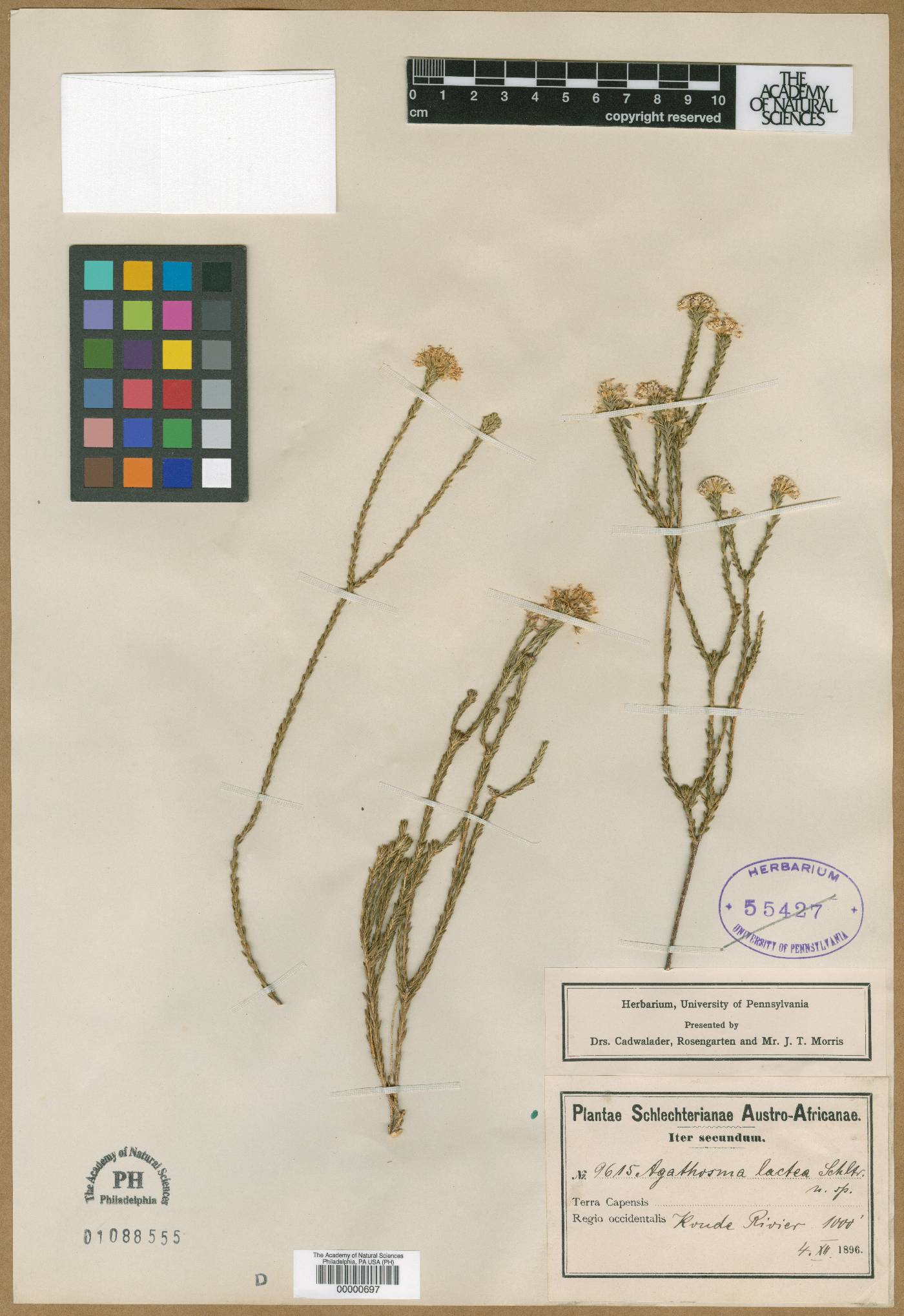 Agathosma capensis image