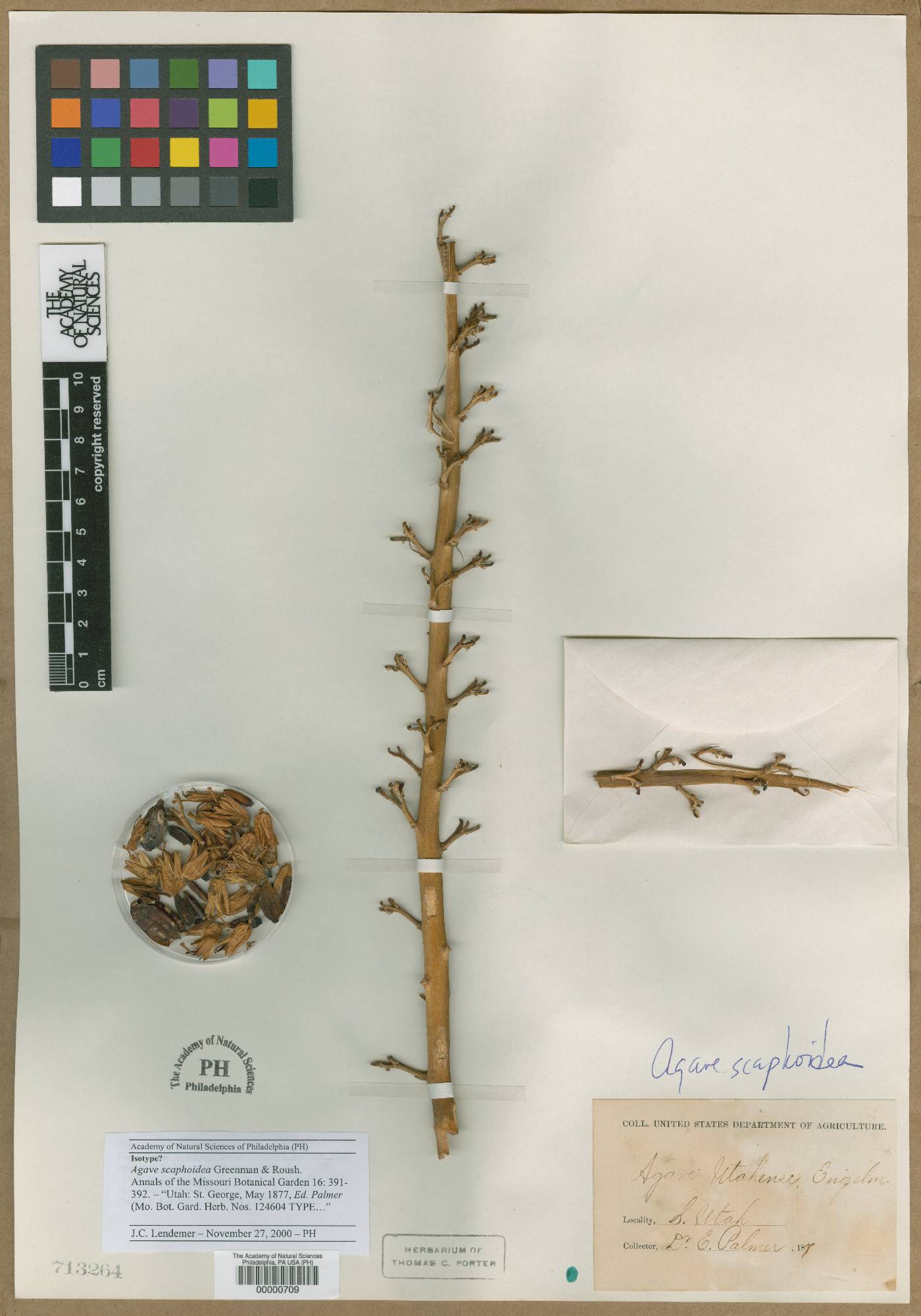 Agave utahensis subsp. utahensis image