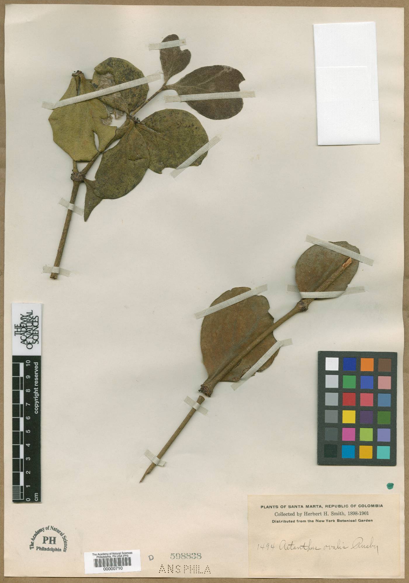 Aetanthus ovalis image