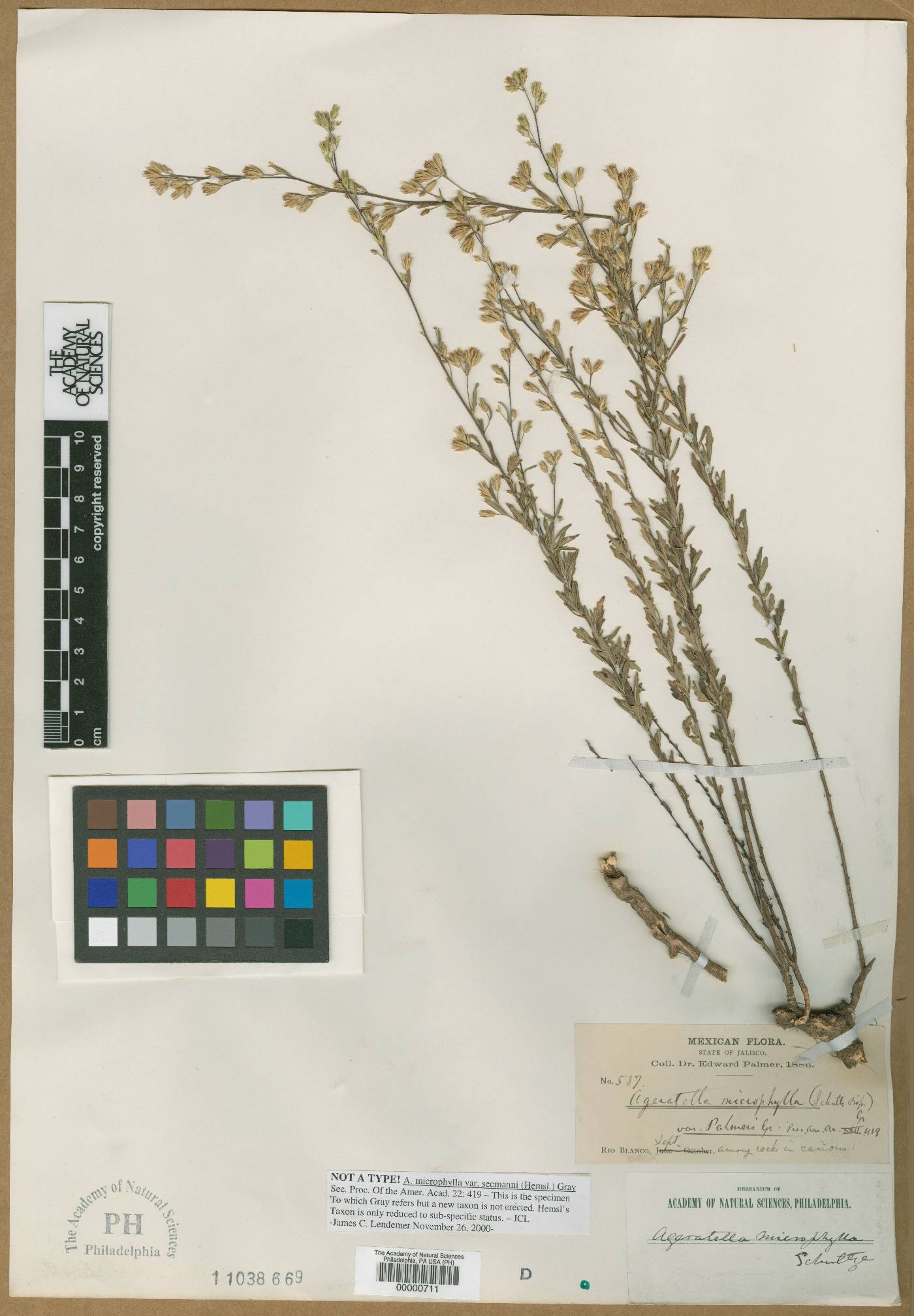Ageratella microphylla var. palmeri image