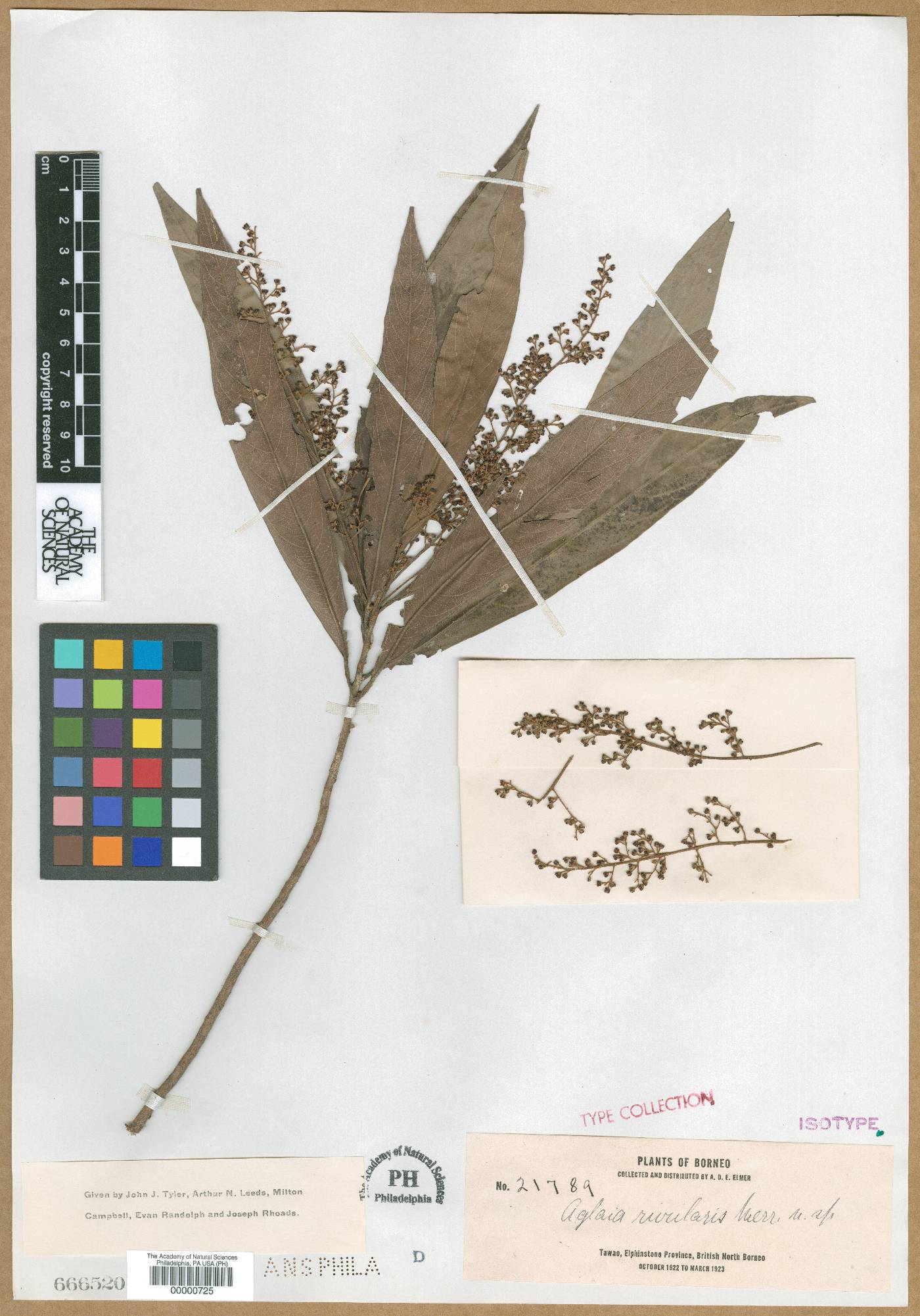 Aglaia rivularis image