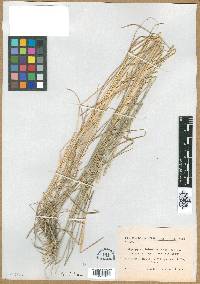 Elymus pungens image