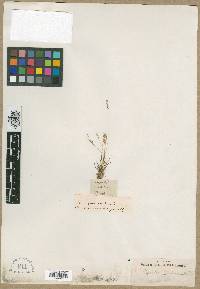 Image of Agrostis glabra