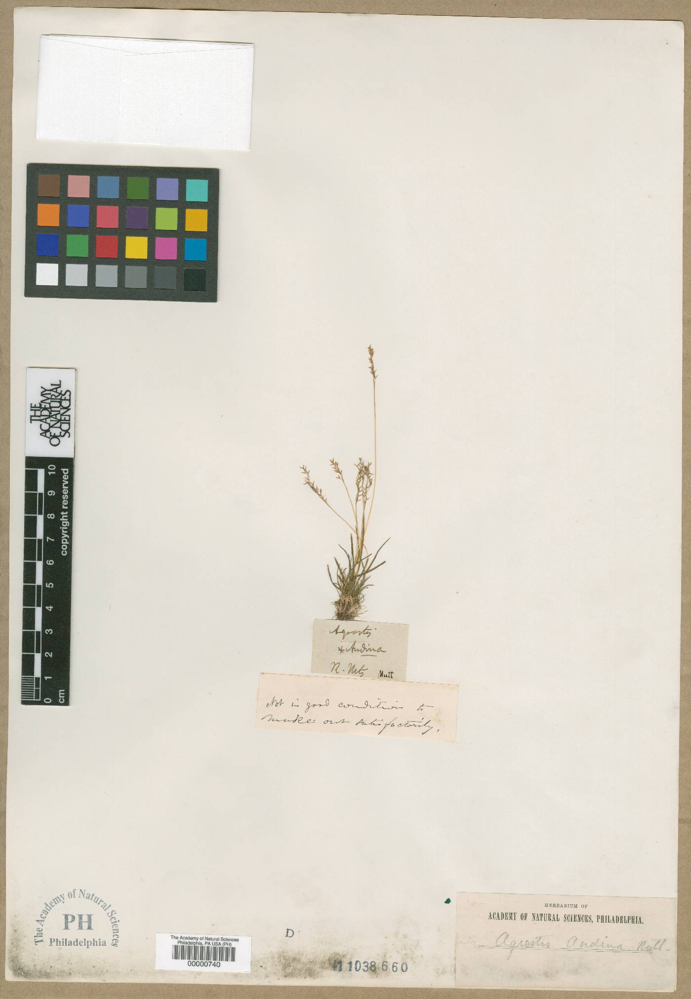 Agrostis glabra image
