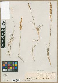 Image of Agrostis arenaria