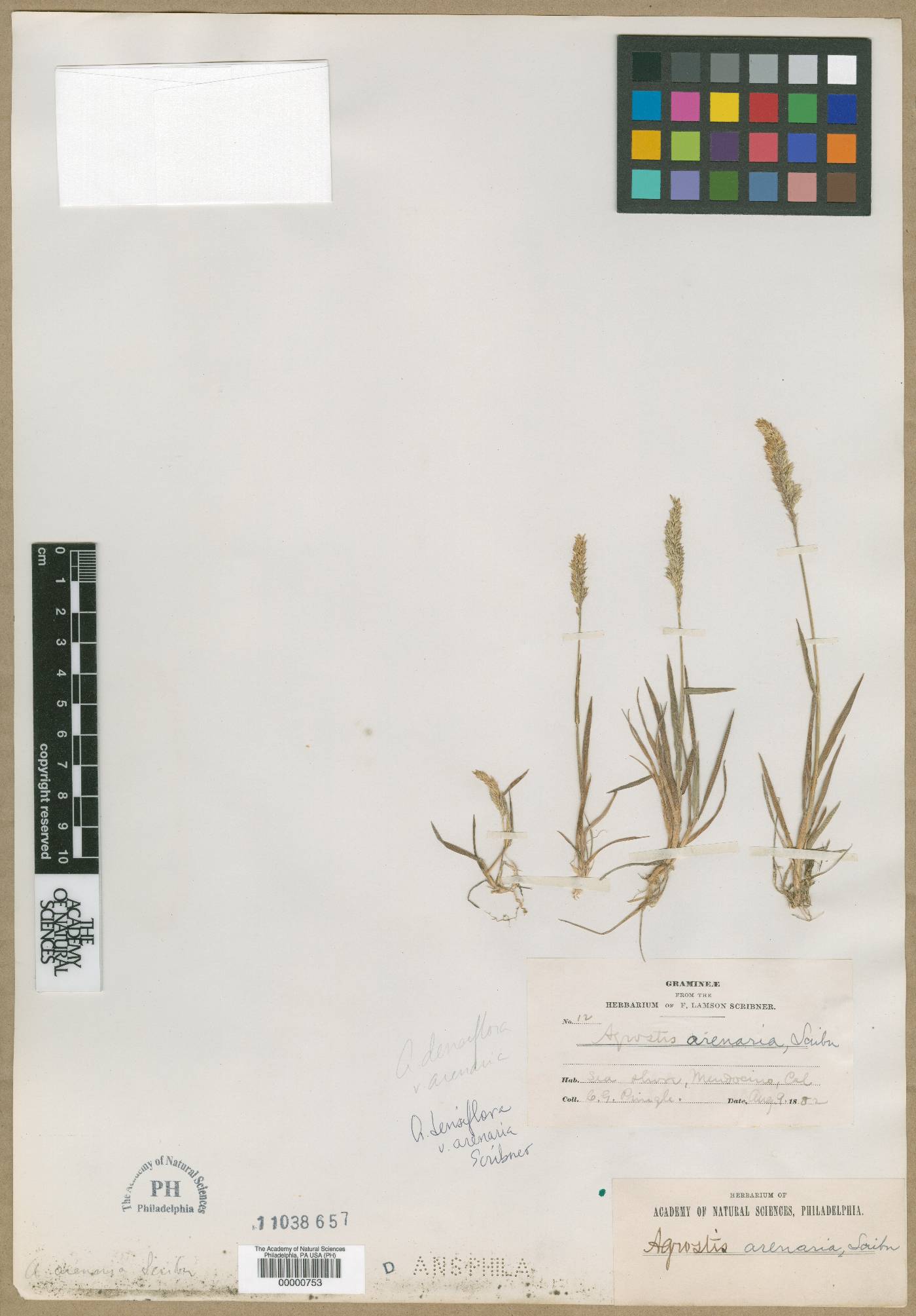 Agrostis densiflora image