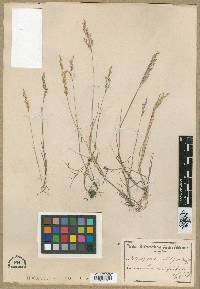 Image of Agrostis bergiana
