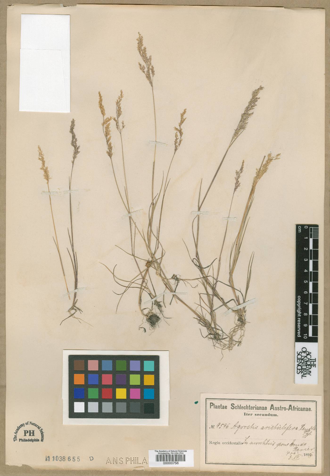 Agrostis bergiana image