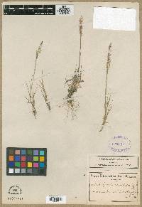 Agrostis bergiana image