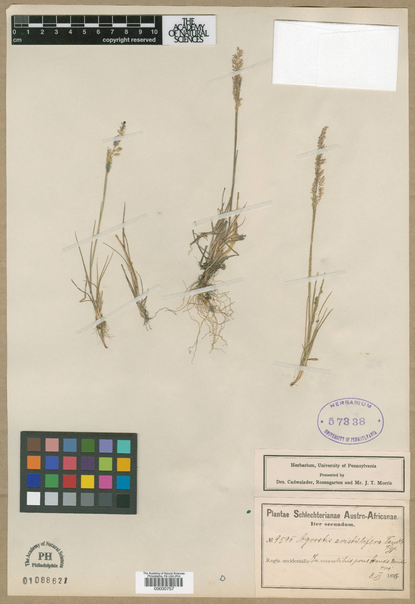 Agrostis bergiana image