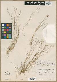 Agrostis flaccida image