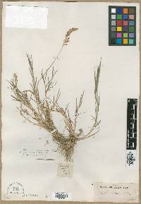 Agrostis frondosa image