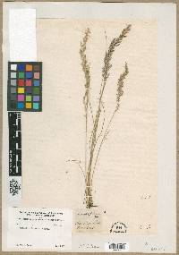 Agrostis setacea image