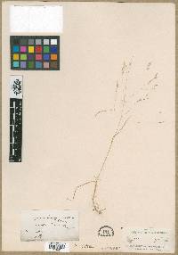 Image of Agrostis torreyi