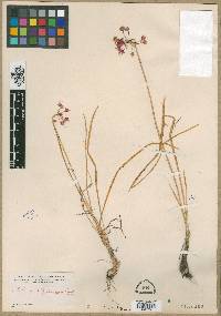 Image of Allium allegheniense