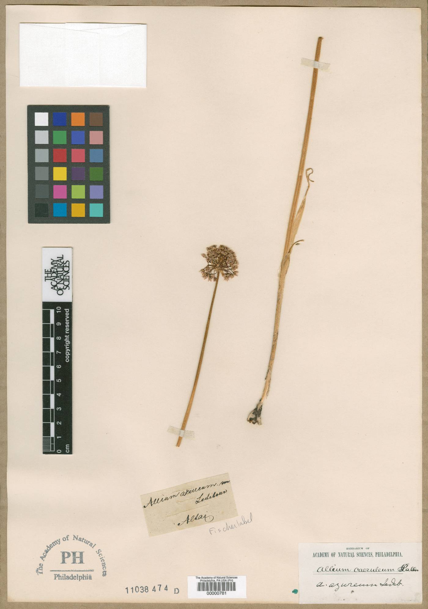 Allium azureum image