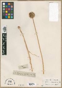Allium azureum image