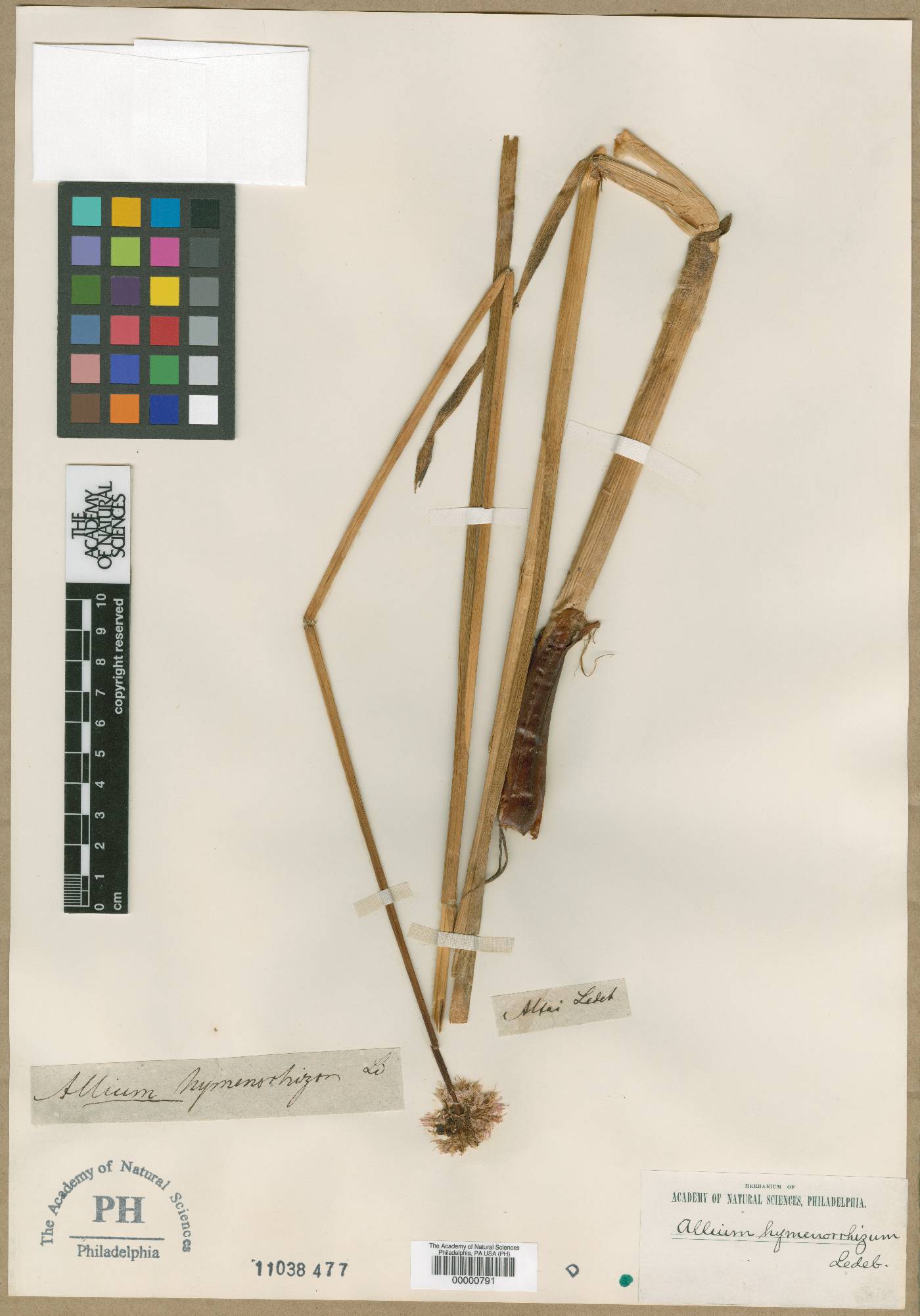 Allium hymenorhizum image