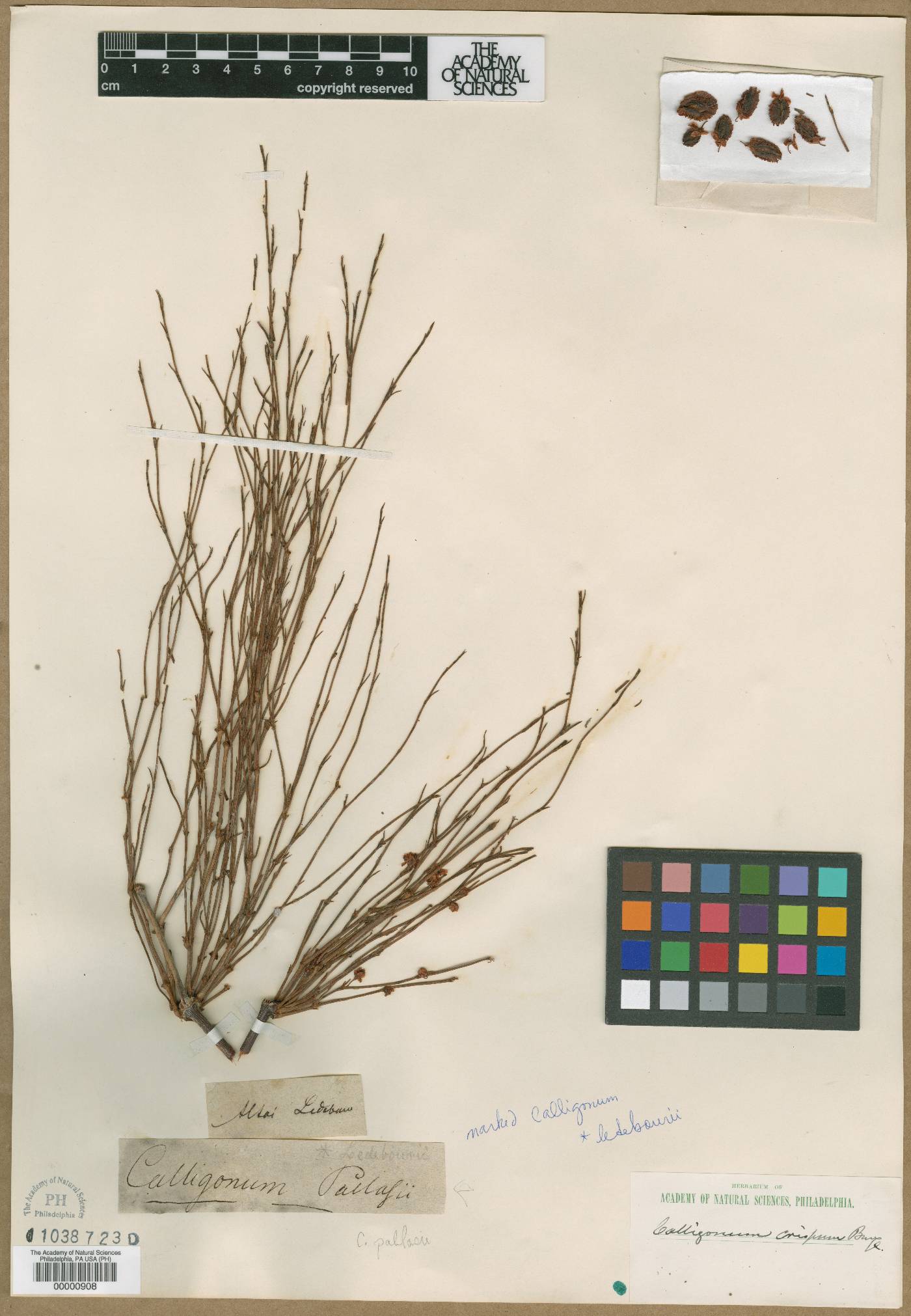 Calligonum aphyllum subsp. aphyllum image