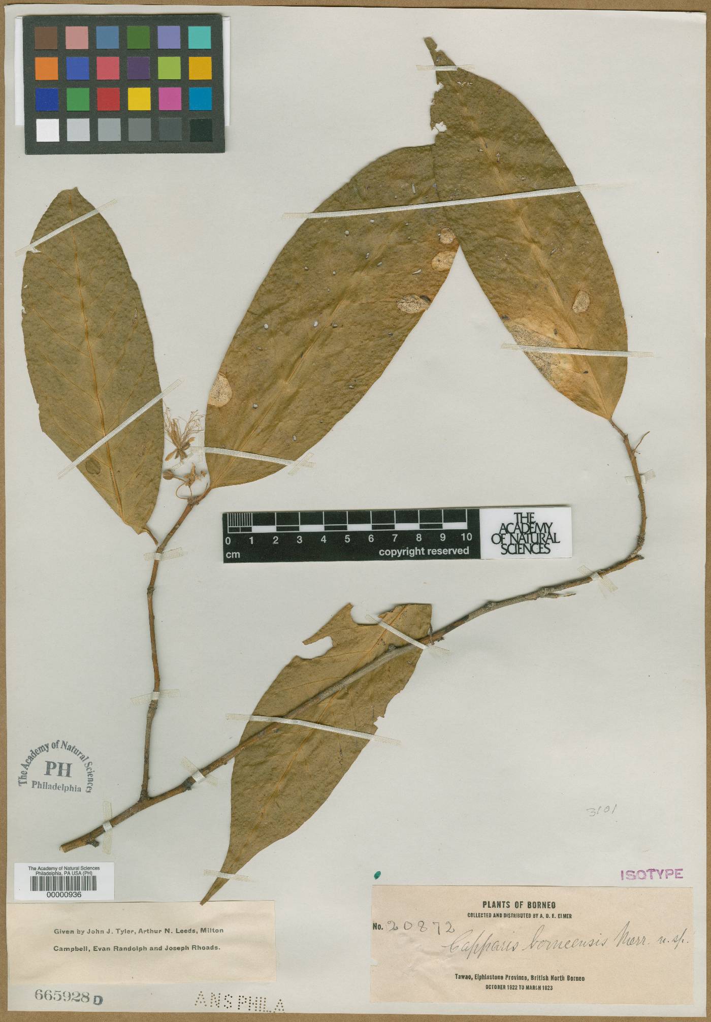 Capparis pubiflora image