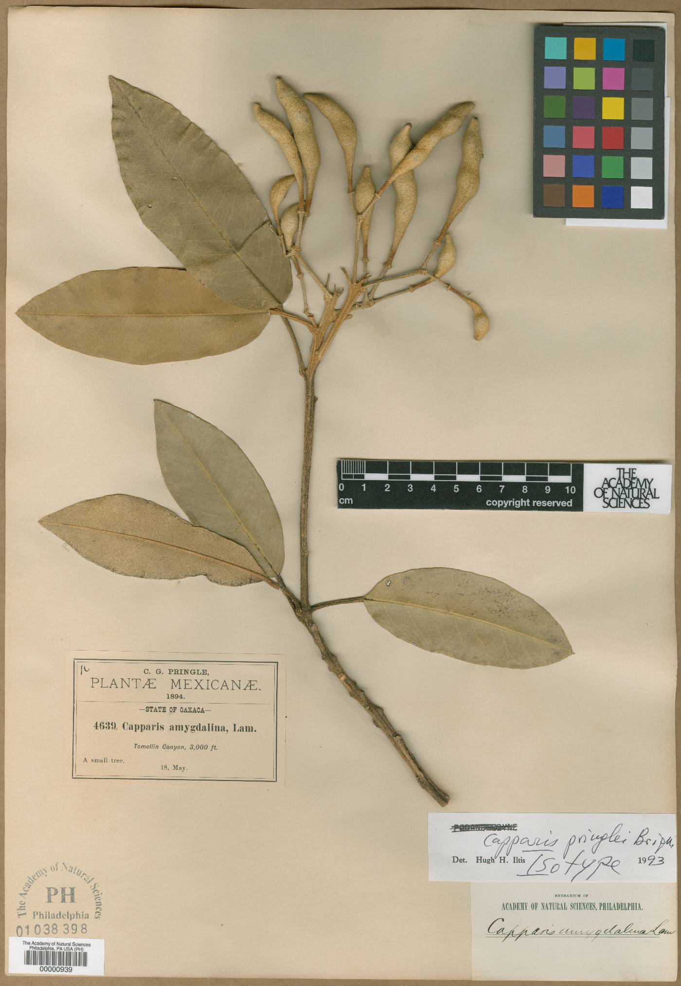 Capparis amygdalina image