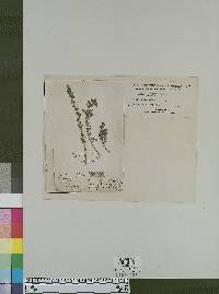 Image of Capraria hirsuta