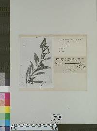 Image of Capraria lanceolata