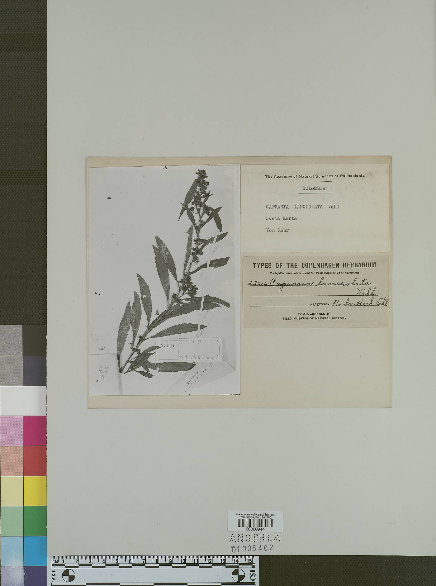 Capraria lanceolata image