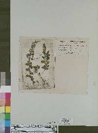 Capraria saxifragaefolia image