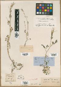 Cardamine oligosperma image