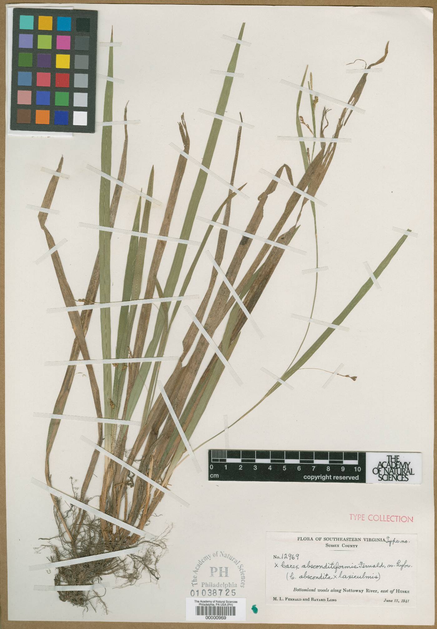 Carex absconditiformis image