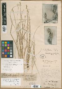 Carex albolutescens image