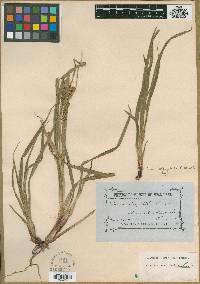 Image of Carex alsophila
