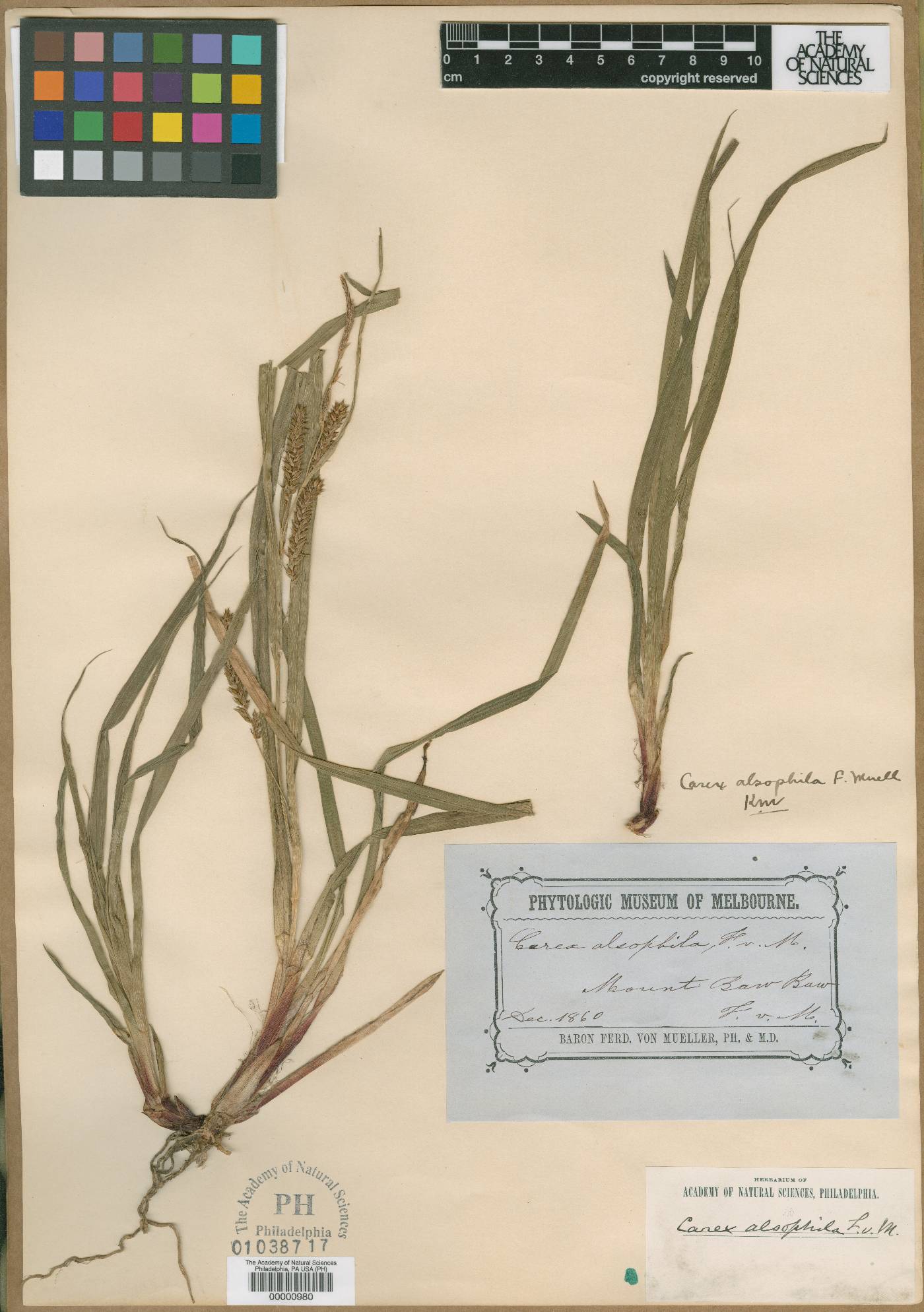 Carex alsophila image