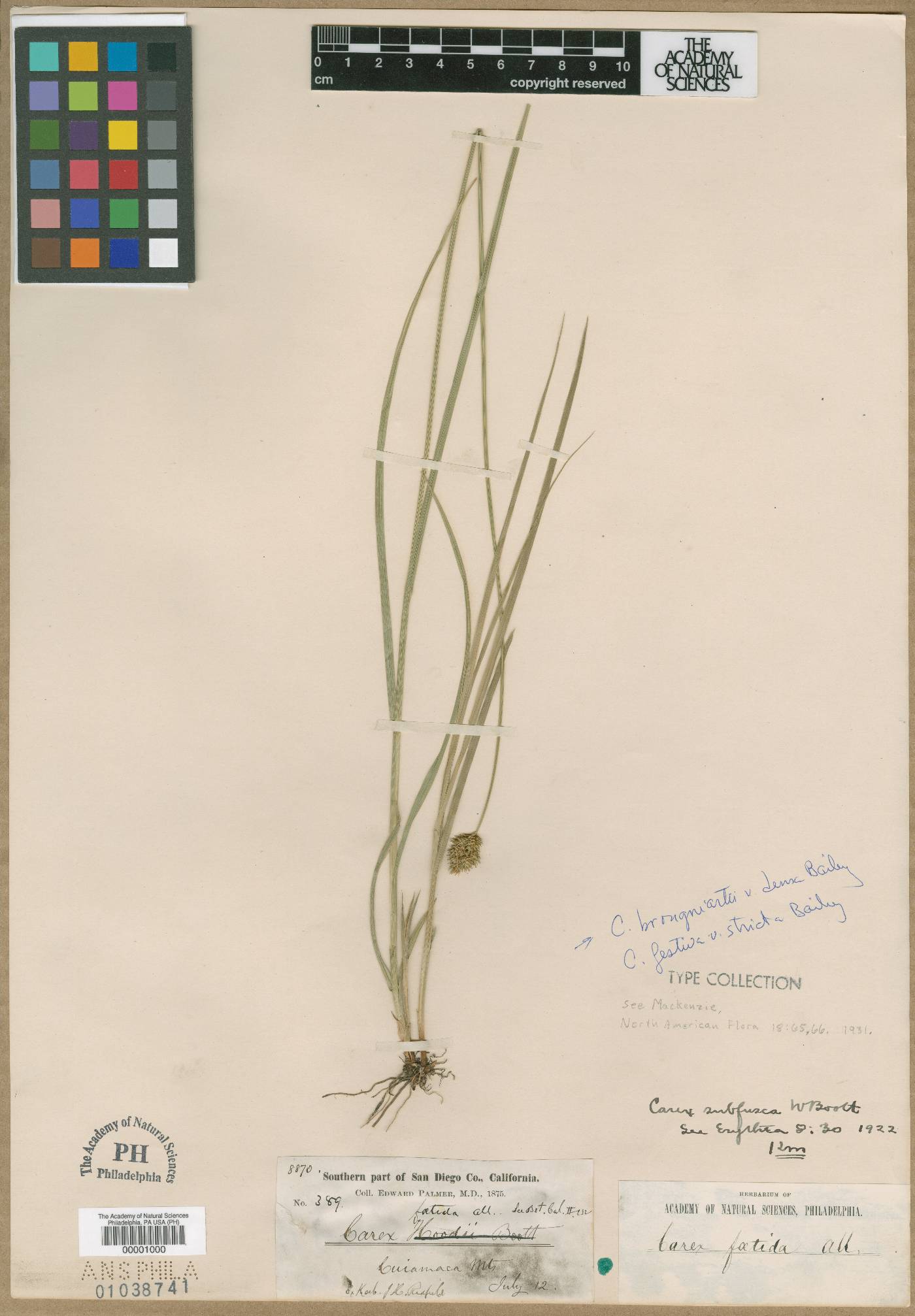 Carex macloviana var. macloviana image