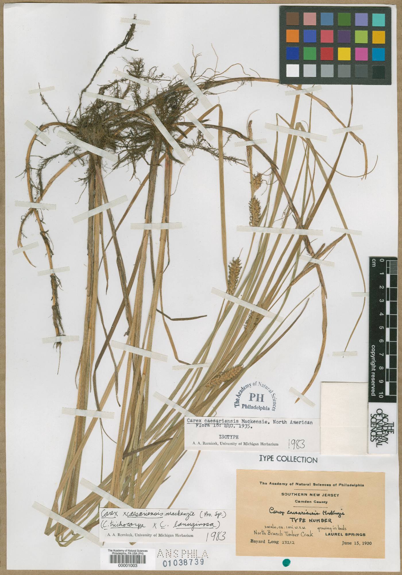 Carex caesariensis image