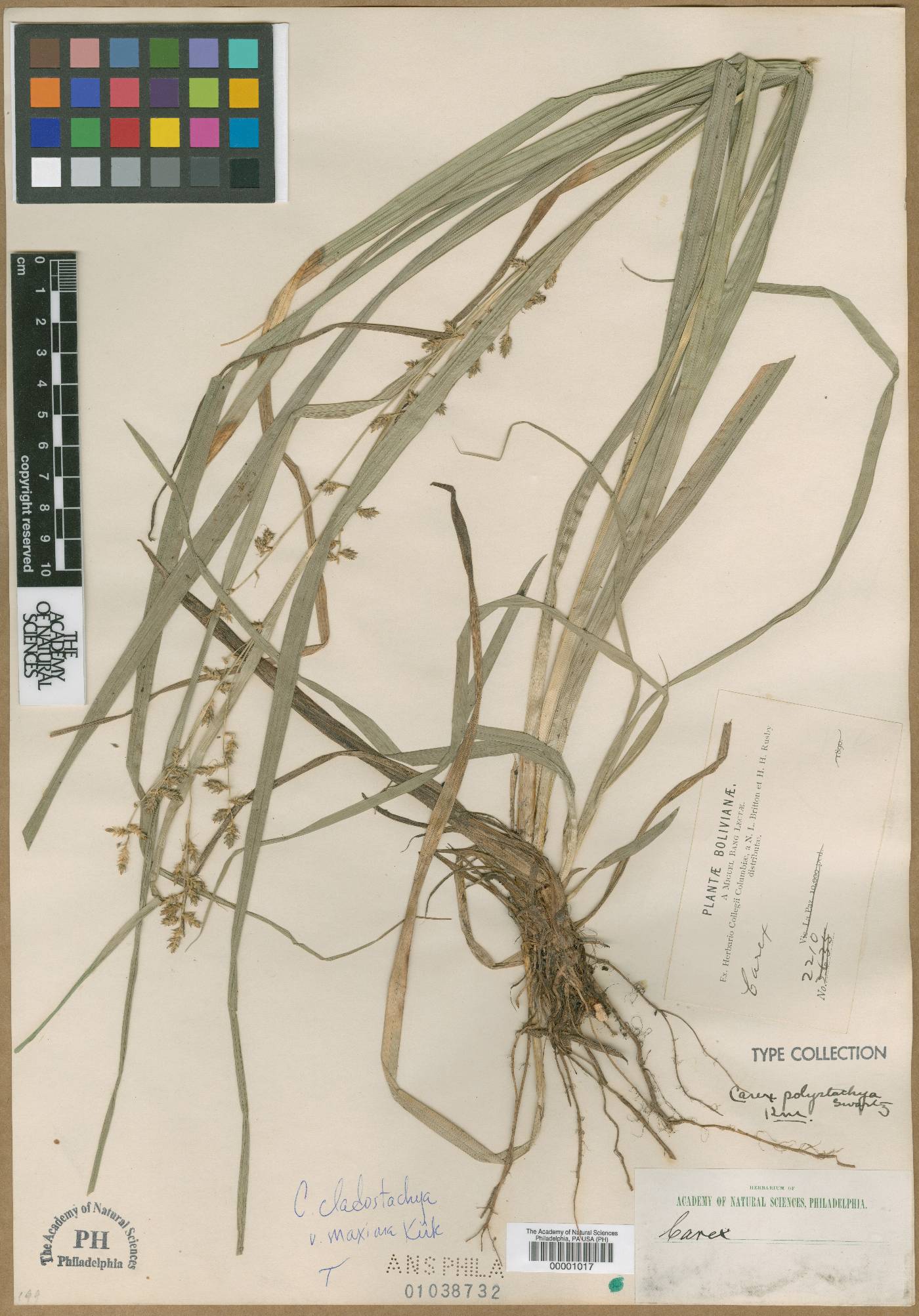 Carex polystachya var. polystachya image