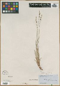 Carex varia image