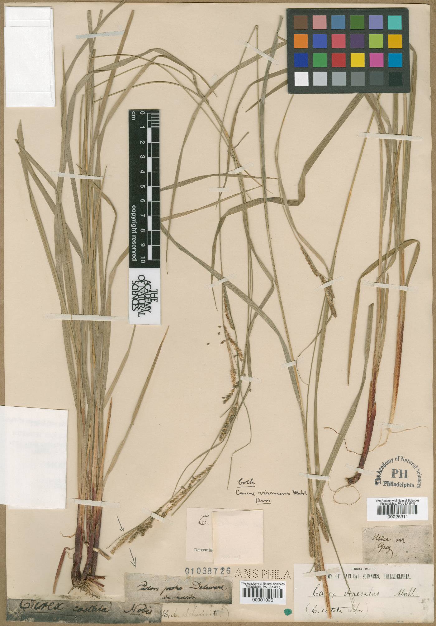 Carex costata image