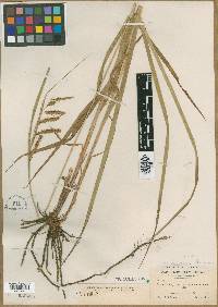 Carex crinita var. simulans image