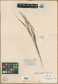 Carex cruciata image