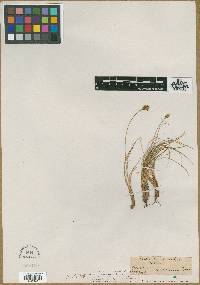 Carex curvula image
